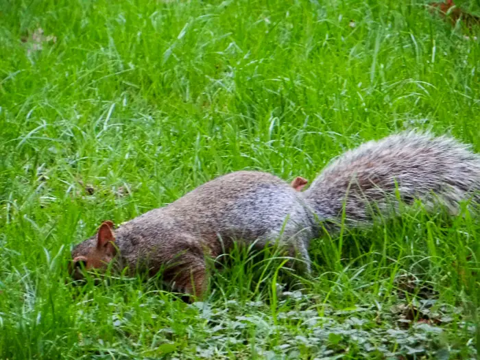 central park squirrel