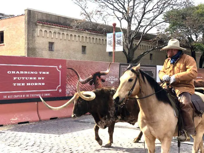 Longhorn cattle in the Fort Worth Stockyards cattle drive